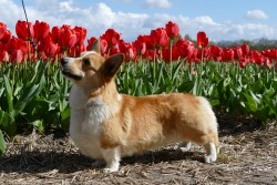 Afbeelding invoegen