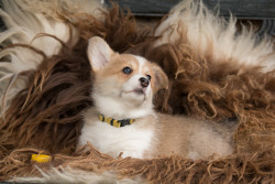 Afbeelding invoegen