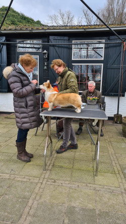 Afbeelding invoegen
