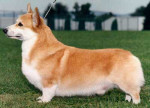 Ch.Belroyd Seabird, ROMX, sire of Donii