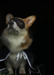 Zorro
