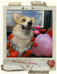 Will you be my Valentine ?
