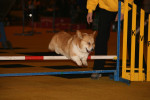 Agility, Odette