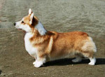 Ch.Cinonnie Strike The Gold, "Scott", sire of Tjerk