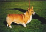 Haresfoot Ezra,(bob) 8 years, sire of Miss Megan